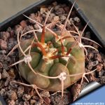 Gymnocalycium mazanense fa.