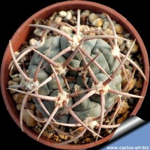 Gymnocalycium mazanense fa.