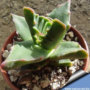 Faucaria aff. tigrina