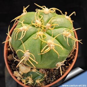 Gymnocalycium denudatum cv. CURLISPINUS