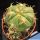 Gymnocalycium denudatum cv. CURLISPINUS