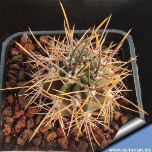 Echinopsis melanopotamica Between Callingasta and Barreal, Argentina