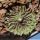 Echinofossulocactus sp. f. inermis (own roots)