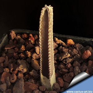 Peniocereus greggii