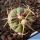 Echinocactus horizonthalonius IDD015/03 Villa Santo Domingo, San Luis Potosi, Mexico
