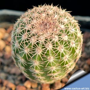 Echinocereus scopulorum ssp. pseudopectinatus Nacozari, Sonora, Mexico