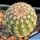 Echinocereus scopulorum ssp. pseudopectinatus Nacozari, Sonora, Mexico