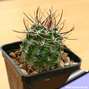 Eriosyce andreaena GM1700, Villa Union, 2060 m, La Rioja, Argentina (Pyrrhocactus andreaeanus)