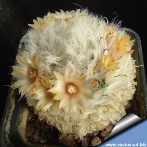 Mammillaria bocasana v. splendens