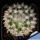 Mammillaria bocasana v. splendens