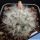 Mammillaria bocasana v. splendens