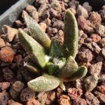 Ariocarpus scapharostrus RS695 before city on the right from the road, Rayones, Nuevo Leon, Mexico