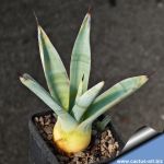Agave sisalana