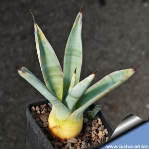 Agave sisalana
