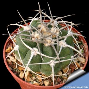 Gymnocalycium intertextum