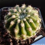 Echinopsis subdenudata hybrid (mix colors)