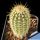 Echinocereus milleri Coke Co, Texas, USA