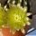 Echinocereus milleri Coke Co, Texas, USA
