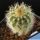 Echinocereus milleri Coke Co, Texas, USA