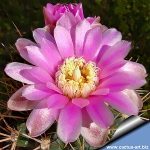 Gymnocalycium neuhuberi GN77/1181 Suyuque Nuevo, Sra San Luis, Argentina, 1320m.