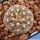 Gymnocalycium platygonum P216 East of Sierra Malanzan, La Rioja, Argentina, 750m