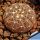 Gymnocalycium platygonum P216 East of Sierra Malanzan, La Rioja, Argentina, 750m