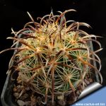 Coryphantha kracikii Buen Dia, Mexico
