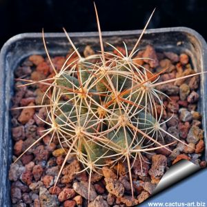Coryphantha macromeris SB841 Eddy County, New Mexico, USA