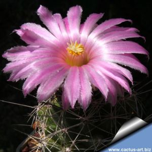 Coryphantha macromeris SB841 Eddy County, New Mexico, USA