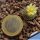 Blossfeldia pedicellata