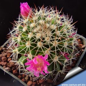 Mammillaria backebergiana