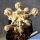 Astrophytum ornatum cv. DINOSAUR