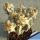 Astrophytum ornatum cv. DINOSAUR