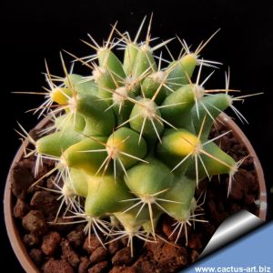 Thelocactus rinconensis f. variegata