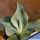 Agave gypsophila cv. LEMON & LIME