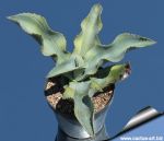 Agave gypsophila cv. LEMON & LIME