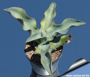 Agave gypsophila cv. LEMON & LIME