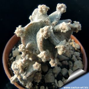 Astrophytum myriostigma cv. LOTUSLAND new form (a.k.a. Fukuryu  Haku-Jo f. prolifera)