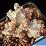 Astrophytum myriostigma cv. LOTUSLAND new form (a.k.a. Fukuryu Haku-Jo f. prolifera)