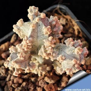 Astrophytum myriostigma cv. LOTUSLAND new form (a.k.a. Fukuryu  Haku-Jo f. prolifera)