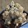 Astrophytum myriostigma cv. LOTUSLAND new form (a.k.a. Fukuryu  Haku-Jo f. prolifera)