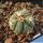 Echinocactus horizonthalonius Garambullo, Coahuila, Mexico