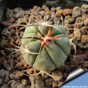 Echinocactus horizonthalonius Garambullo, Coahuila, Mexico