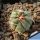 Echinocactus horizonthalonius Garambullo, Coahuila, Mexico