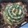 Notocactus werdemannianus forma mostruosa