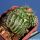 Notocactus werdemannianus forma mostruosa