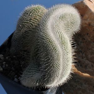 Mammillaria geminispina v. nobilis f. cristata