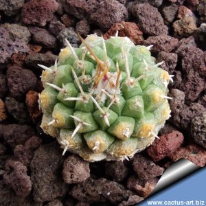 Strombocactus disciformis ssp. esperanzae var.nov. SN2014.0201 near Alamos, Guanajuato, Mexico