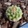 Strombocactus disciformis ssp. esperanzae var.nov. SN2014.0201 near Alamos, Guanajuato, Mexico