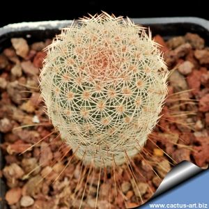 Echinocereus primolanatus Hundido, Coahuila, Mexico